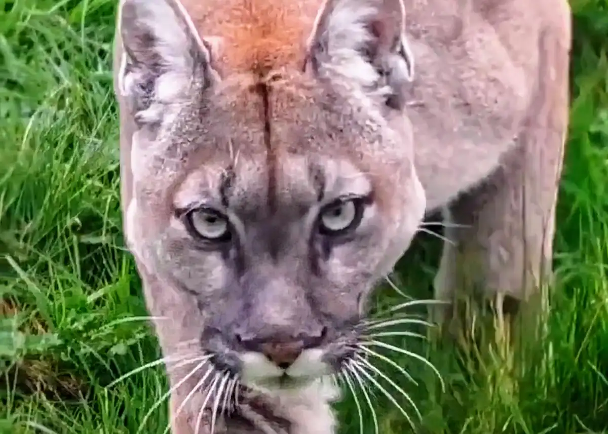 A close-up image of a cougar standing in green grass, staring intently forward with its head slightly lowered. The animal's…