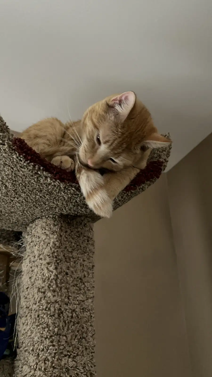 An orange tabby cat is curled up and sleeping on a carpeted cat tree perch, with one paw tucked under its chin. The cat has…