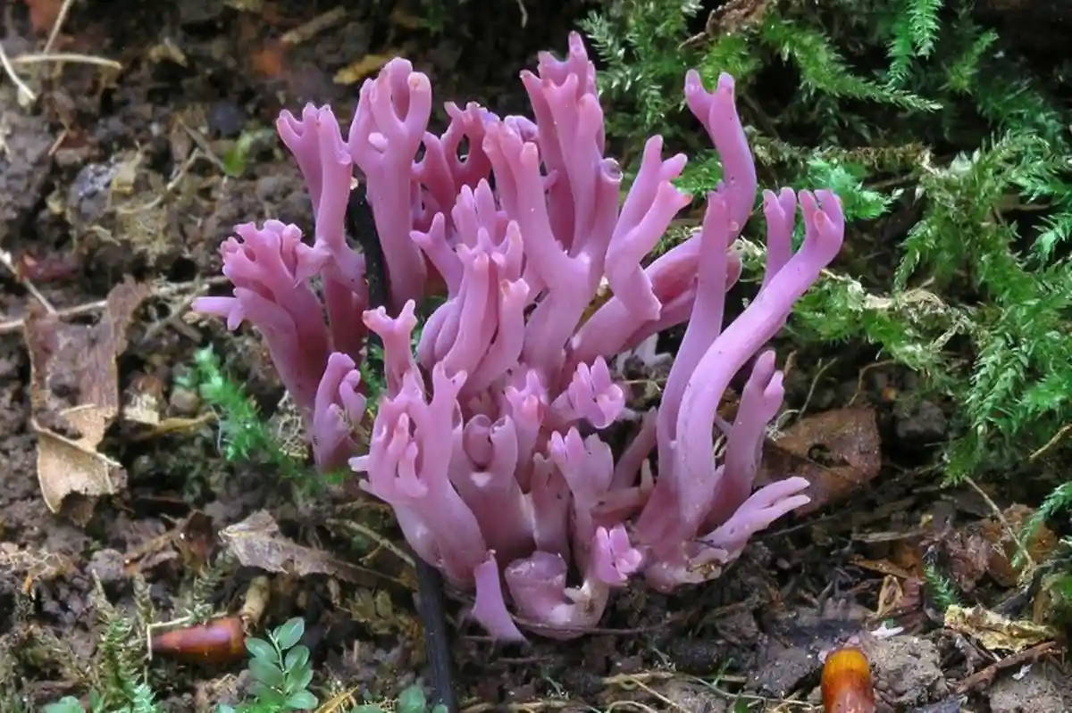 a close-up photograph shows a cluster of pink, coral-like fungus growing from dark soil amidst green moss and fallen leaves…
