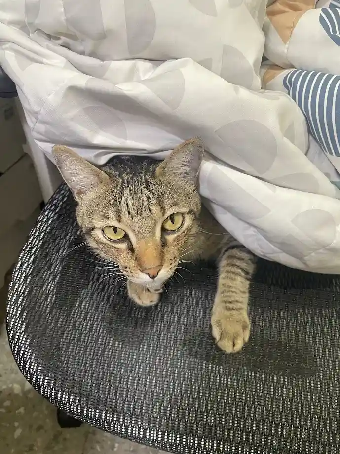 Just a cute cat being adorable