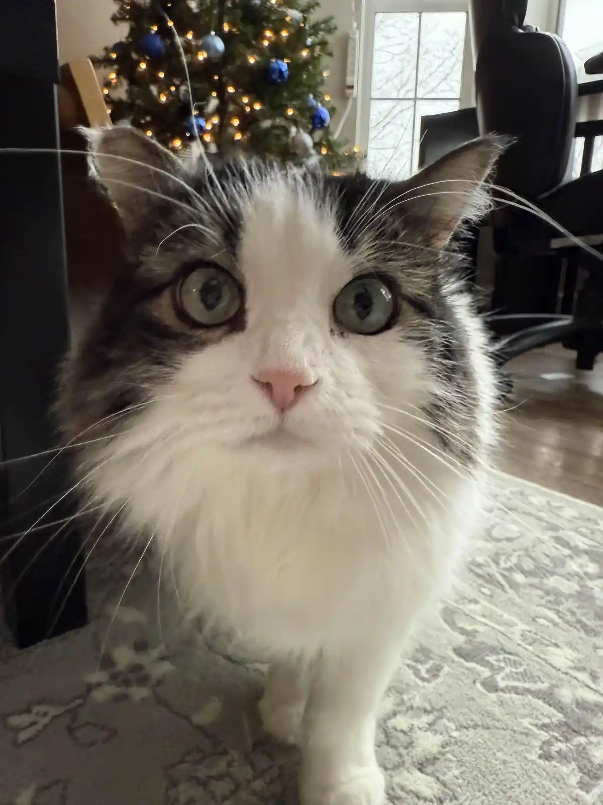 A close-up of a fluffy, long-haired cat with wide, startled-looking green eyes staring directly at the camera. The cat has a…