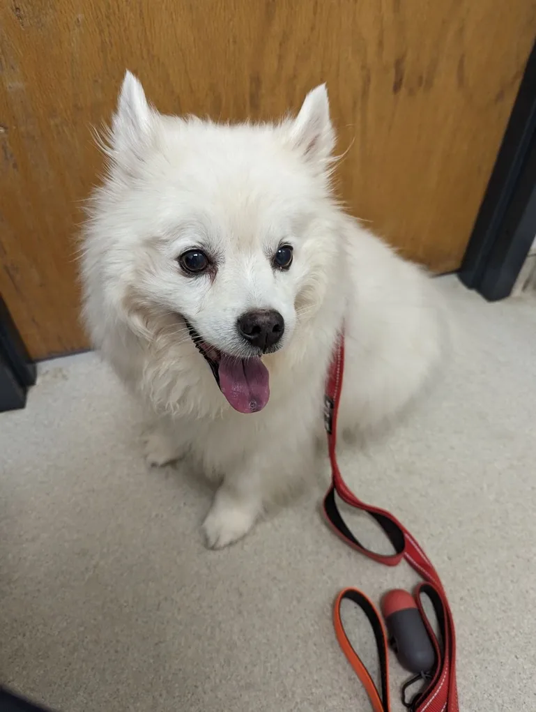 A fluffy white dog with its tongue out sits on a light-colored floor in front of a wooden door, wearing a red leash. The…