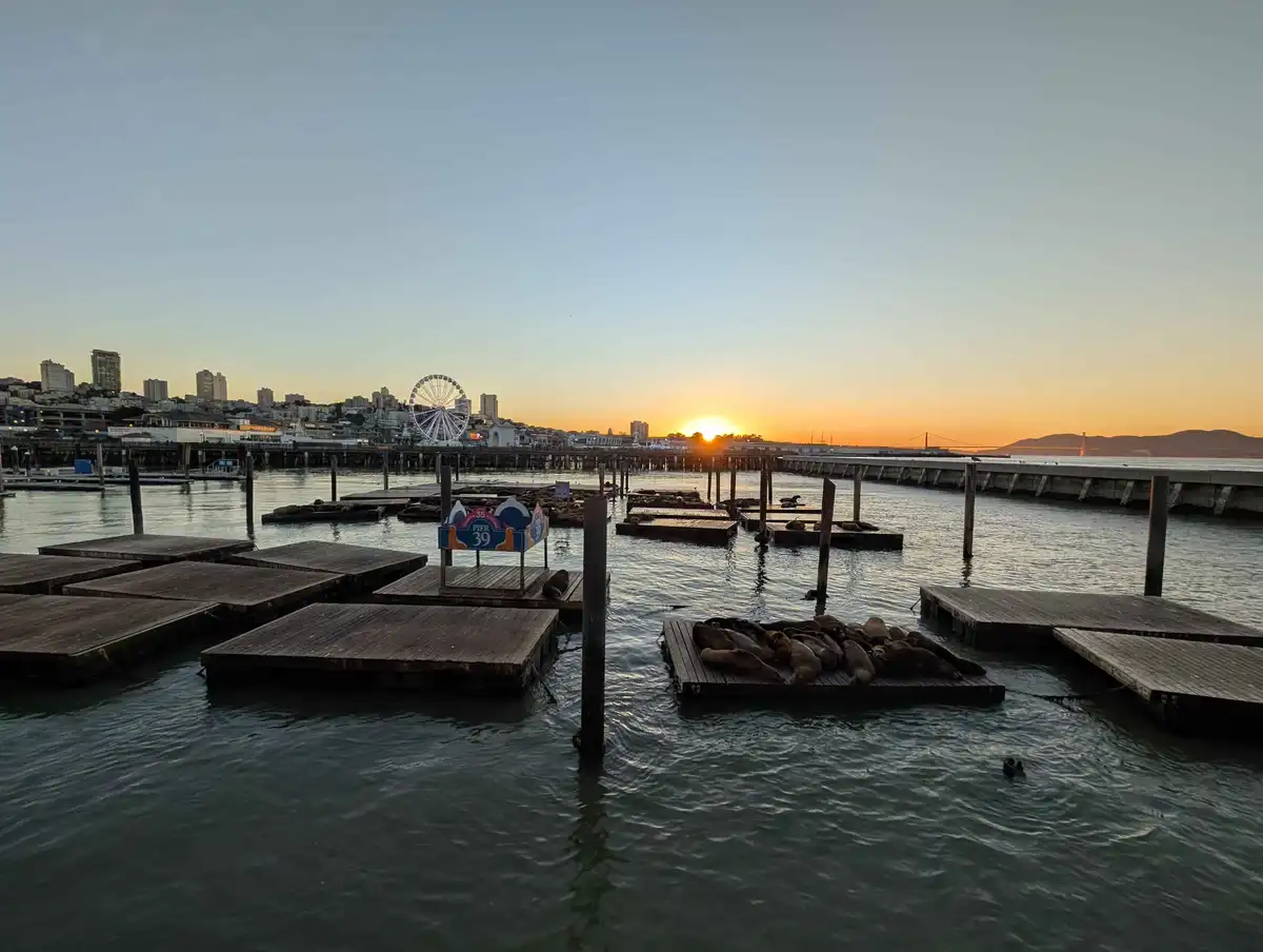 A scenic photo of San Francisco's Pier 39 at sunset, showing numerous sea lions lounging on floating wooden platforms in the…