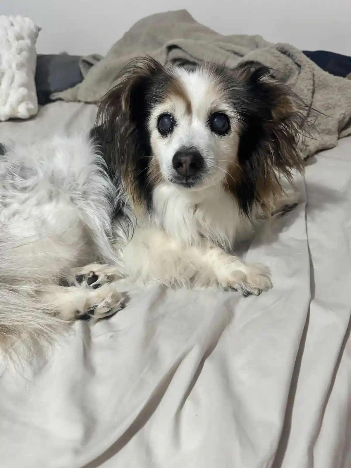 A small, fluffy dog with white, black, and brown fur lies on a white bedsheet, looking directly at the camera with large…