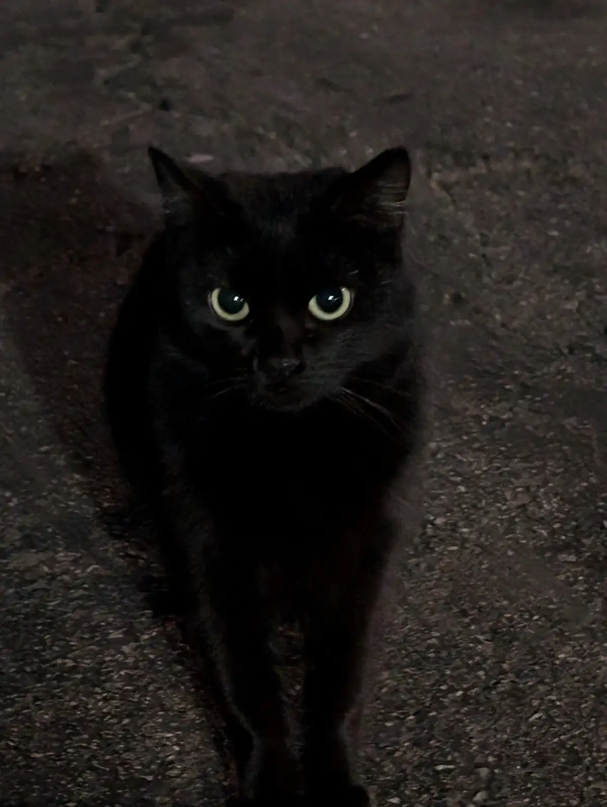 A black cat with glowing eyes stares intently at the camera in a dark, grainy photo taken at night on a paved surface. The…