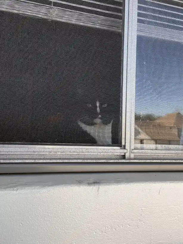 A black-and-white cat is seen through a window screen, looking intently inward with one paw raised, as if trying to get…