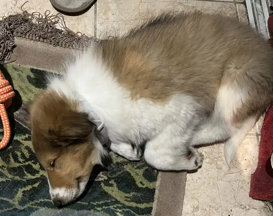 A fluffy brown and white puppy is curled up sleeping on a patterned rug next to a tiled floor, with an orange rope toy…