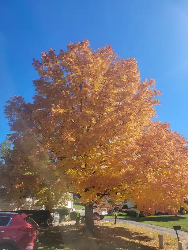 A large, vibrant maple tree with golden-orange autumn leaves stands in a suburban yard under a clear blue sky, with a red…