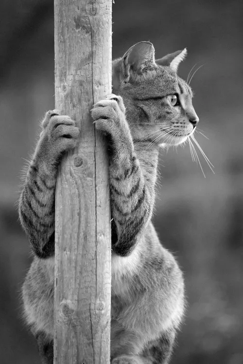 A black and white photo of a tabby cat clinging to a wooden pole with both front paws, looking off to the side with a…