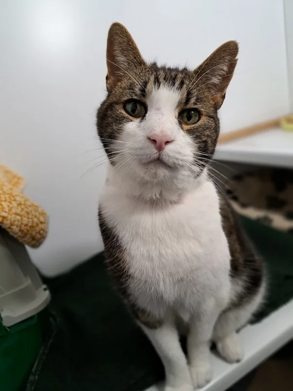 a close-up photo of a brown and white tabby cat sitting upright and looking directly at the camera with a serious, slightly…