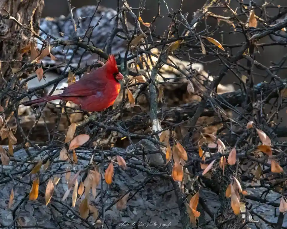 A bright red male cardinal perches on a tangled network of bare, thorny branches with a few dry, brown leaves. The…