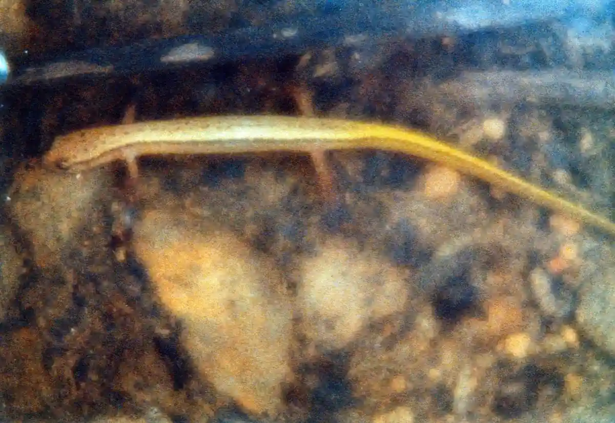 Meet the Northern Two-Lined Salamander: Nature's Hidden Gem
