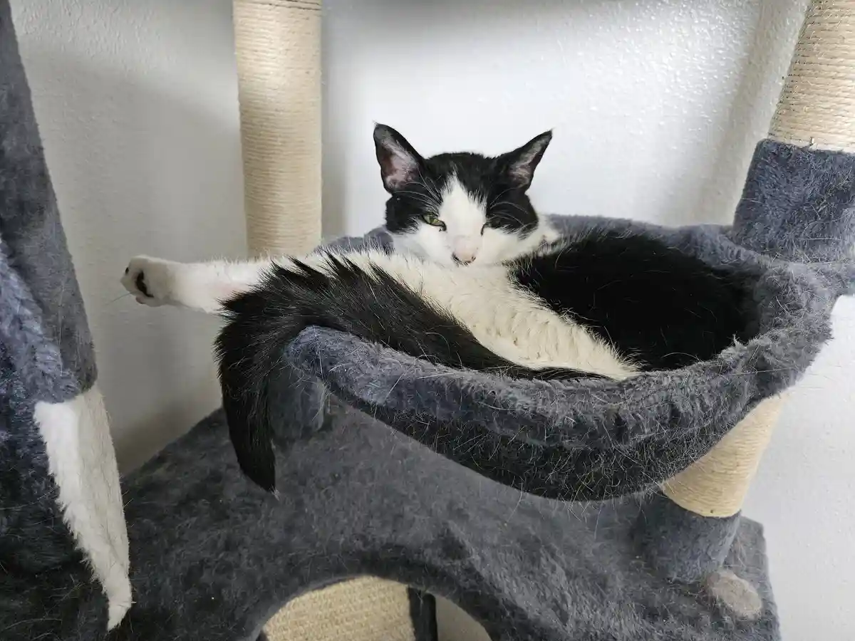 A black and white cat is curled up in a grey, fuzzy cat tree bed, looking sleepy with one paw extended. The cat has a white…