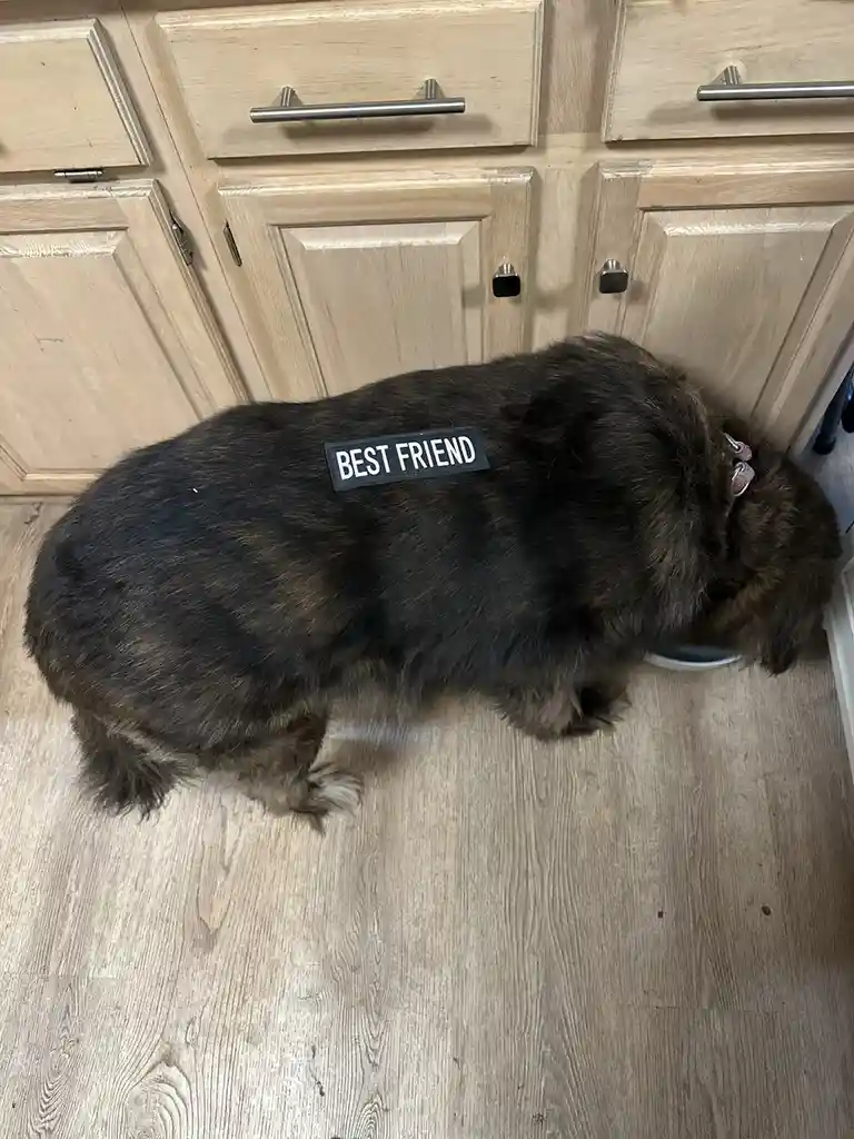 A fluffy, dark-furred dog is seen from behind, standing on a light wood laminate floor in front of light-colored wooden…