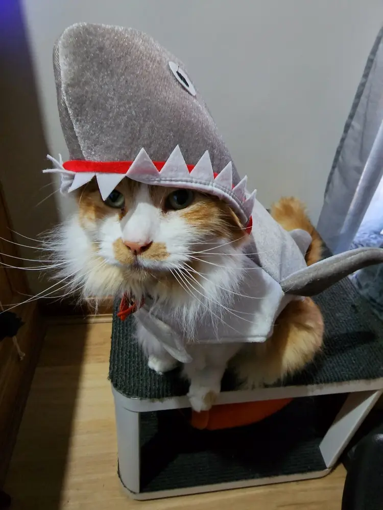 Sharkcat is Craving a Little Snack...