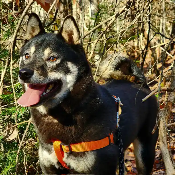 A black and tan dog with pointed ears and a curled tail stands in a wooded area with bare branches and fallen leaves…