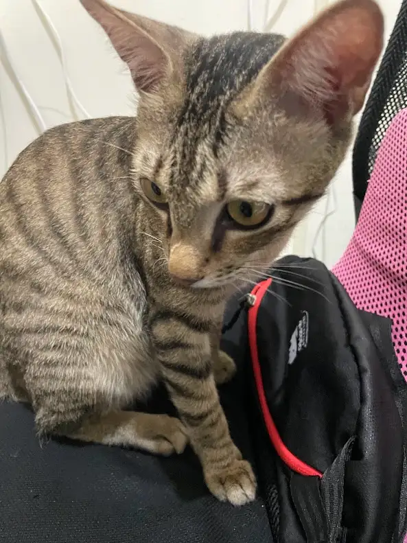 A tabby cat with wide, unimpressed eyes sits on a black chair next to a black backpack with red zipper, looking directly at…