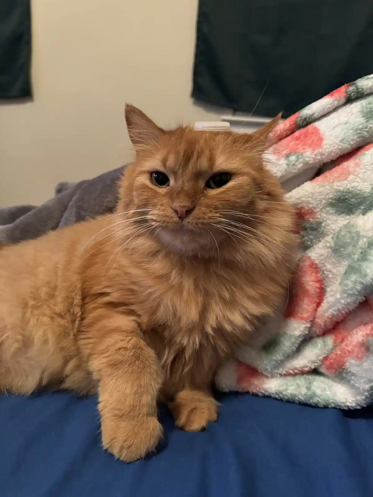 A fluffy orange cat with a stern expression sits on a blue surface, a small white bottle cap balanced on its forehead…