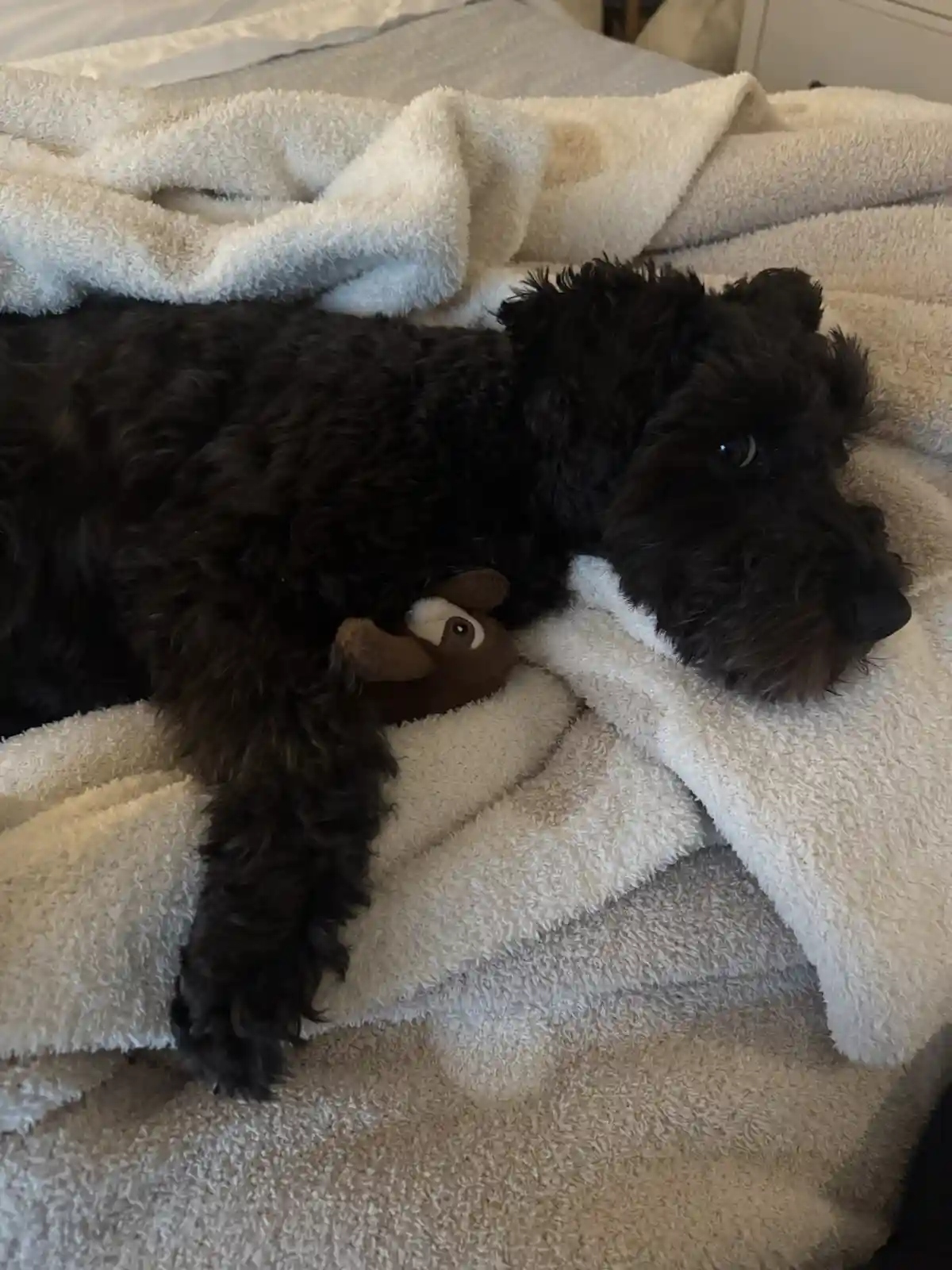 A black, curly-haired dog is lying on a fluffy white blanket on a bed, holding a small brown plush toy under its arm. The…