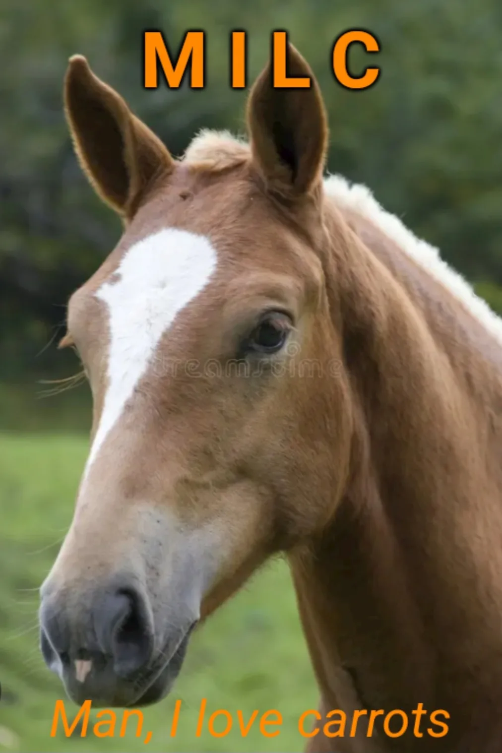 A close-up photo of a brown horse with a white blaze on its face, standing in a grassy field with a blurred green…