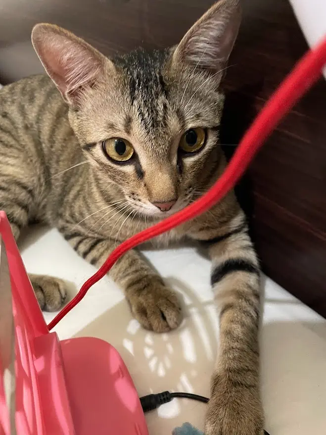 A tabby cat with wide, intense eyes stares directly at the camera, positioned next to a red cord and a pink plastic object…