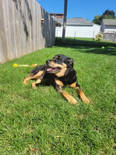 A black and tan dog with a happy, panting expression lies relaxed on green grass in a backyard, with a wooden fence and…