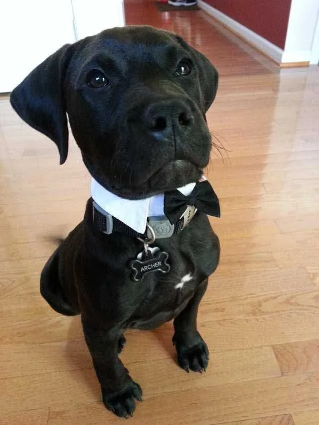 A black dog with a white collar and black bow tie sits on a hardwood floor, looking up with a serious expression. The dog's…
