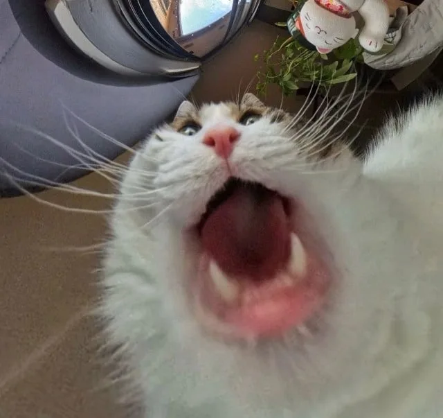 A close-up, low-angle photo of a fluffy white and brown cat with its mouth wide open, showing its teeth and tongue, as if…