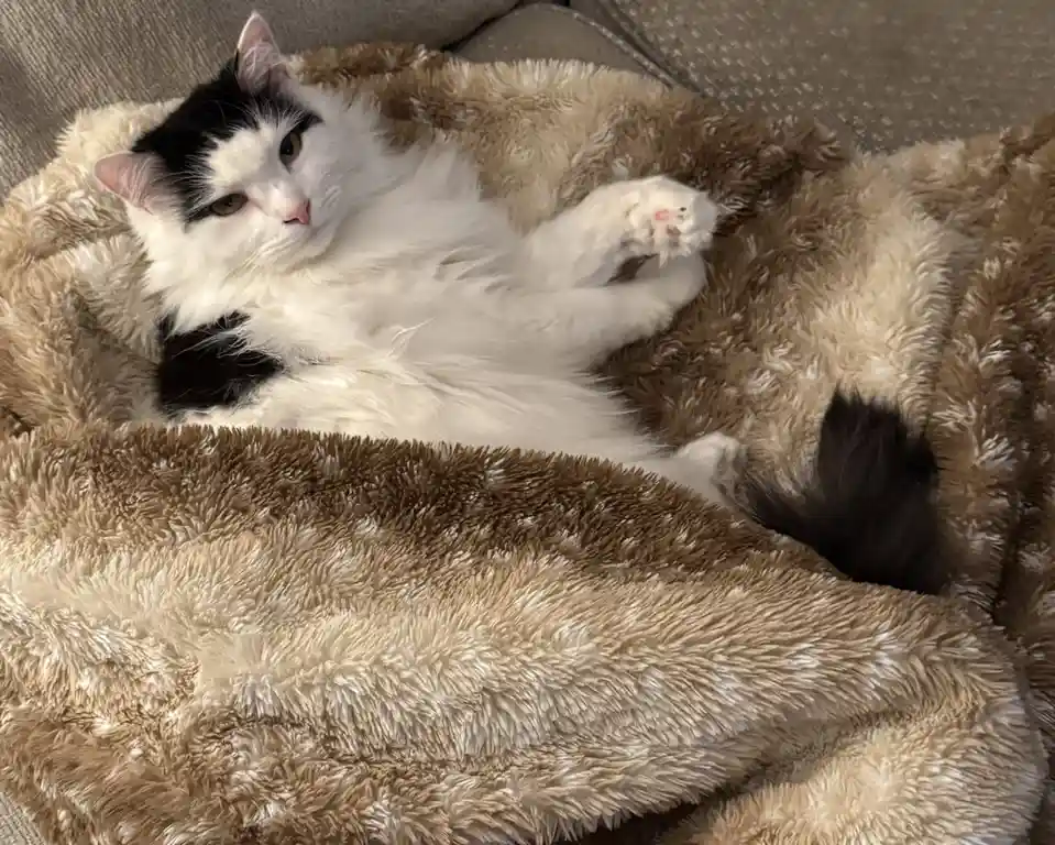 A fluffy black-and-white cat lies on its back on a brown, shaggy blanket, one paw raised, looking relaxed and slightly smug…