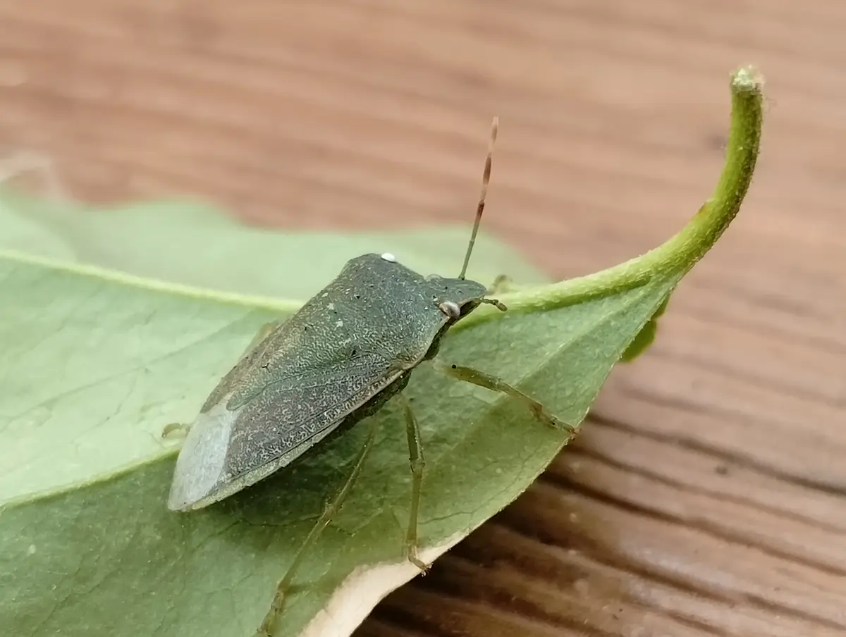 A close-up photo shows a greenish-gray stink bug resting on a green leaf against a blurred wooden background. The bug has a…