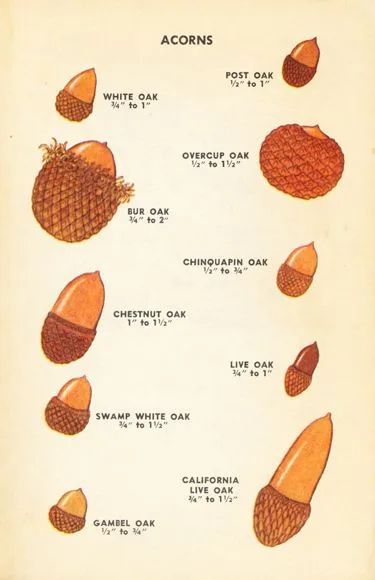 An old-fashioned illustrated guide showing various types of acorns with their names and size ranges, such as White Oak, Post…