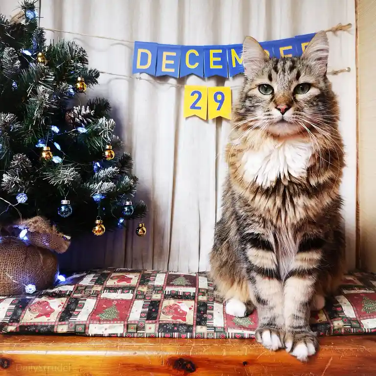 A fluffy tabby cat sits regally on a festive quilted cushion beside a decorated Christmas tree, with a blue banner reading…