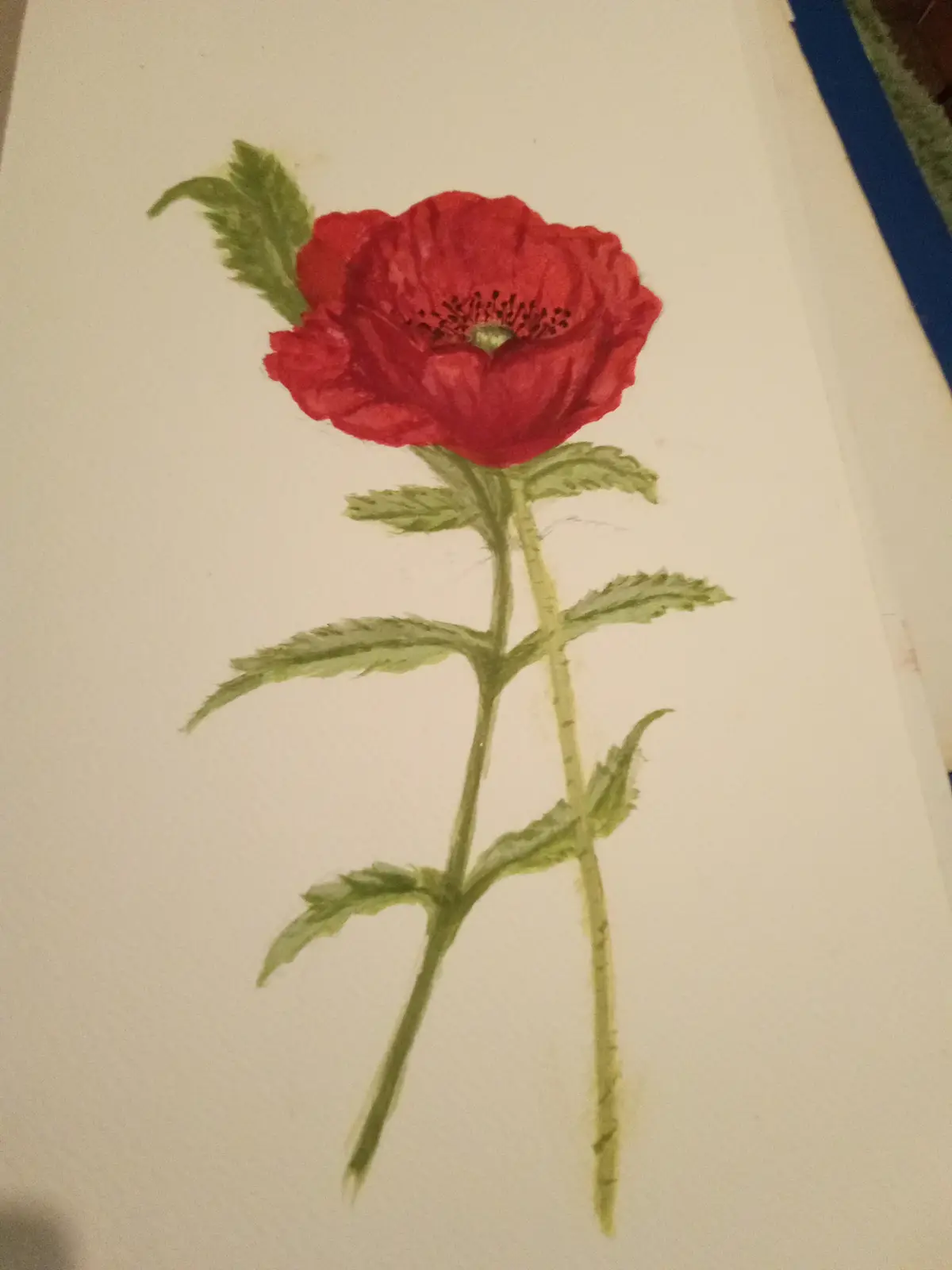 A watercolor painting of a single red poppy with green stem and leaves on white paper, overlaid with the text 'i drew a…
