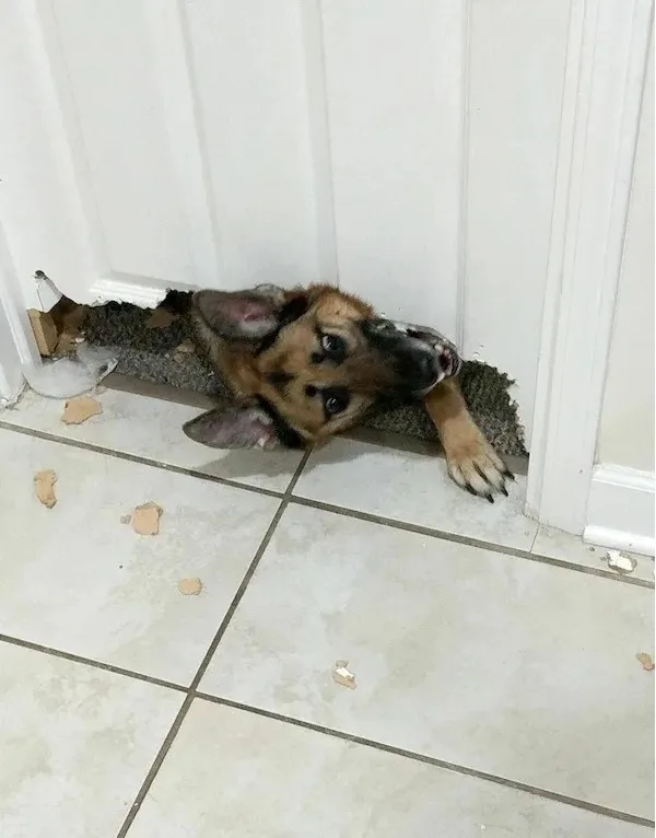 A German Shepherd puppy is stuck with its head and front paws wedged through a torn carpet runner at a doorway, looking up…