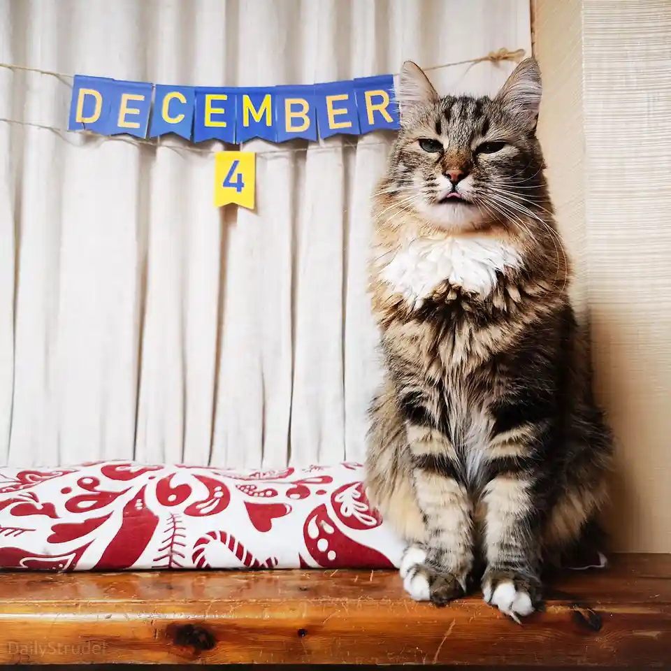 A fluffy tabby cat with a white chest sits on a wooden surface, looking unimpressed with its lips slightly puckered. Behind…