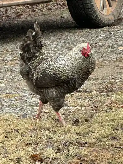A speckled hen with a red comb and wattle stands on dry grass and gravel near a vehicle tire, looking directly at the…