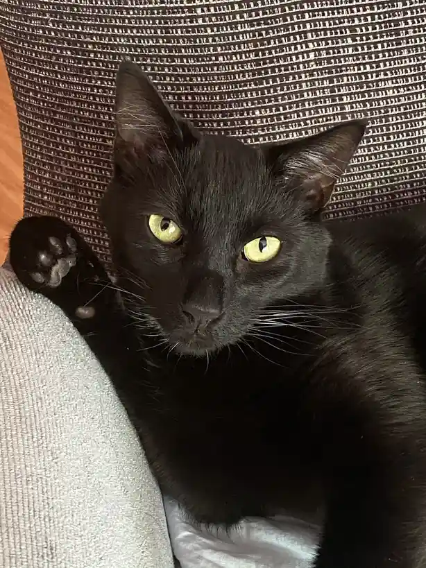 A black cat with bright yellow eyes is lying on a textured couch, looking directly at the camera with a serious expression…