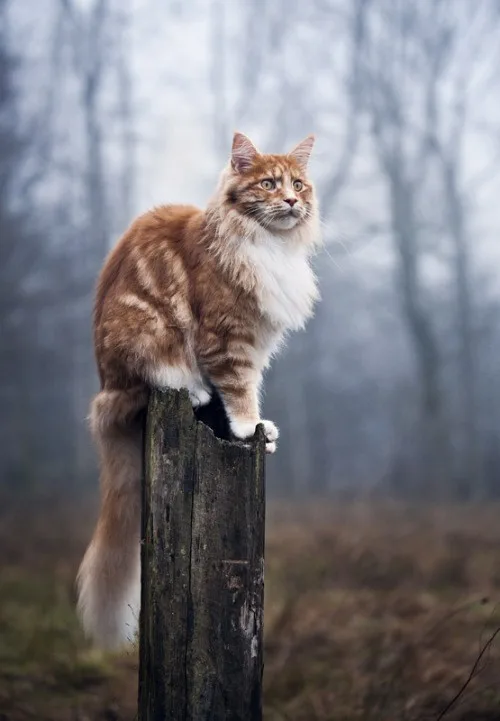 A fluffy orange and white cat with striking green eyes sits regally atop a weathered wooden post in a misty, wooded area…
