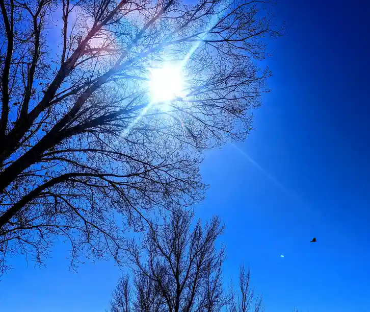 A bright sun shines through the bare branches of trees against a vivid blue sky, with a small bird visible in the distance…