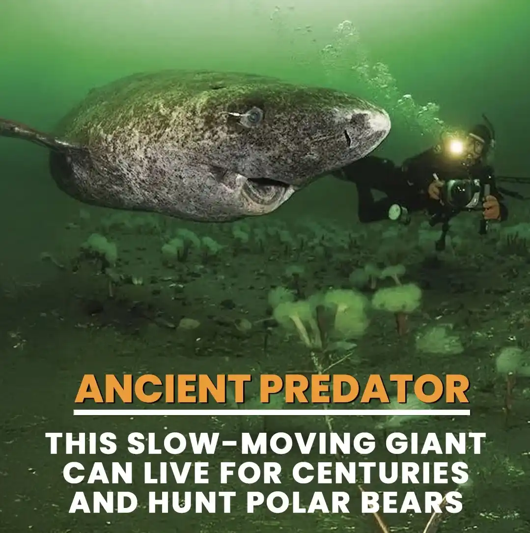 An underwater photo shows a large, ancient-looking shark-like creature swimming near a scuba diver holding a camera. The…