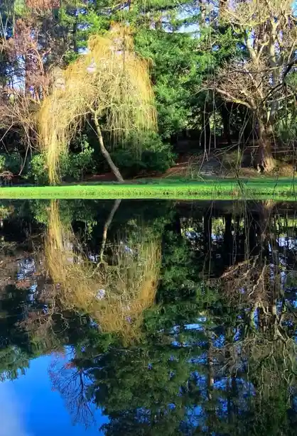 A serene landscape photo shows a weeping willow tree with golden-brown branches leaning over a calm pond, its reflection…