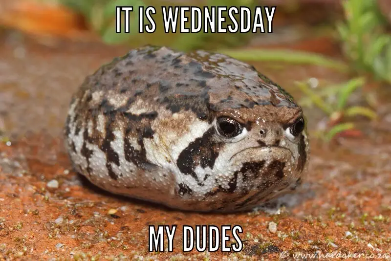 A close-up photo of a round, brown and black spotted toad with a visibly grumpy or tired expression, sitting on…