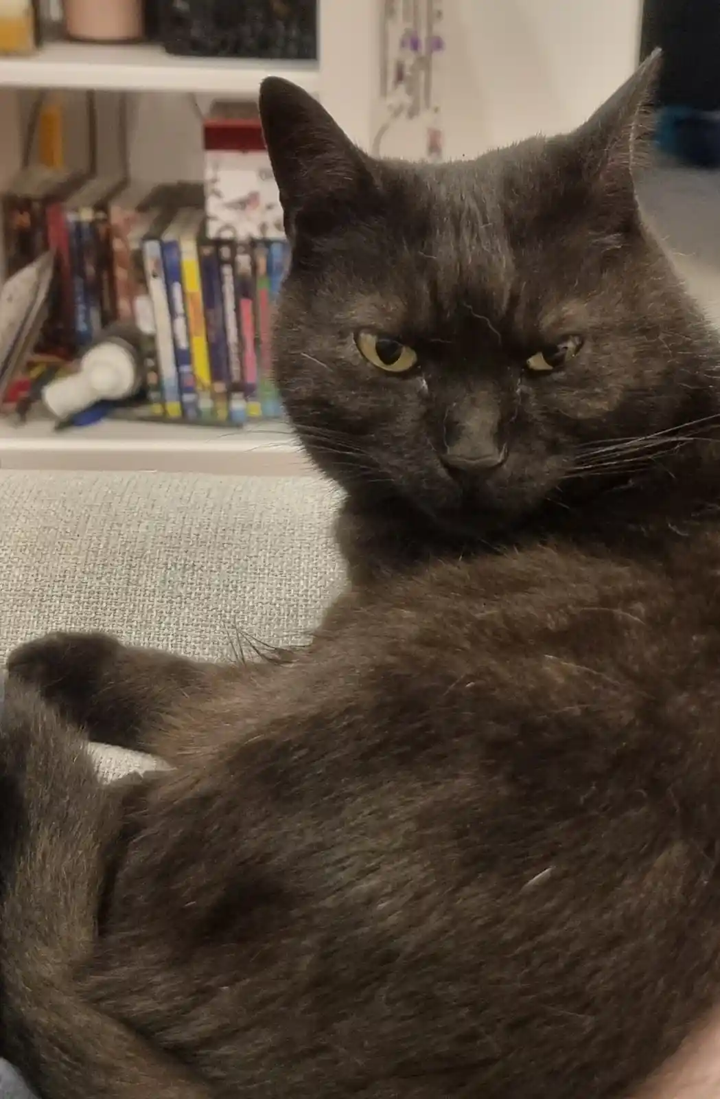 A close-up photo of a dark gray cat with narrowed, intense yellow eyes and a scowling expression, sitting on a light gray…