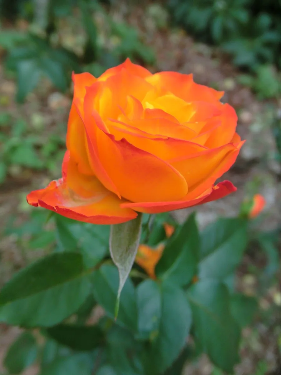 A close-up photograph of a vibrant orange and yellow rose with green leaves and a blurred natural background. The image has…