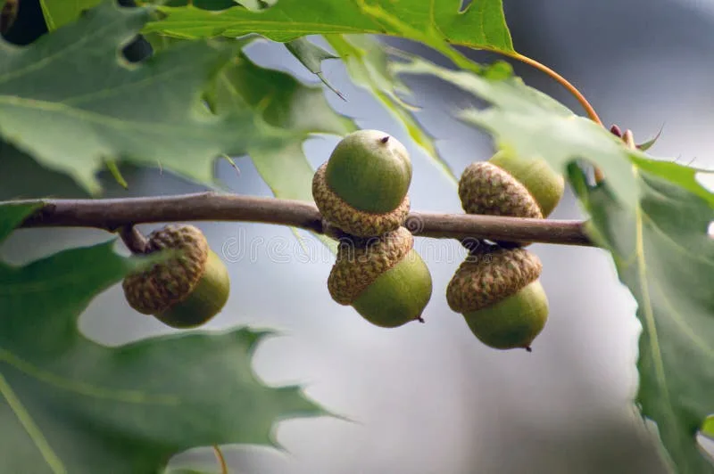 A close-up photograph of several green acorns with textured caps hanging from a tree branch, surrounded by large, lobed…