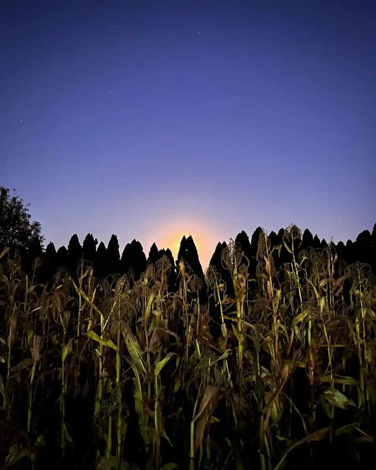 A nighttime photo shows a field of tall, dry corn stalks in the foreground with a dark silhouette of trees behind them. The…