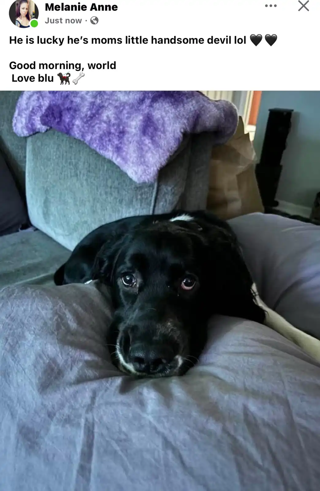 A black dog with a white patch on its chest and a tear in its right eye lies on a grey couch, looking directly at the camera…