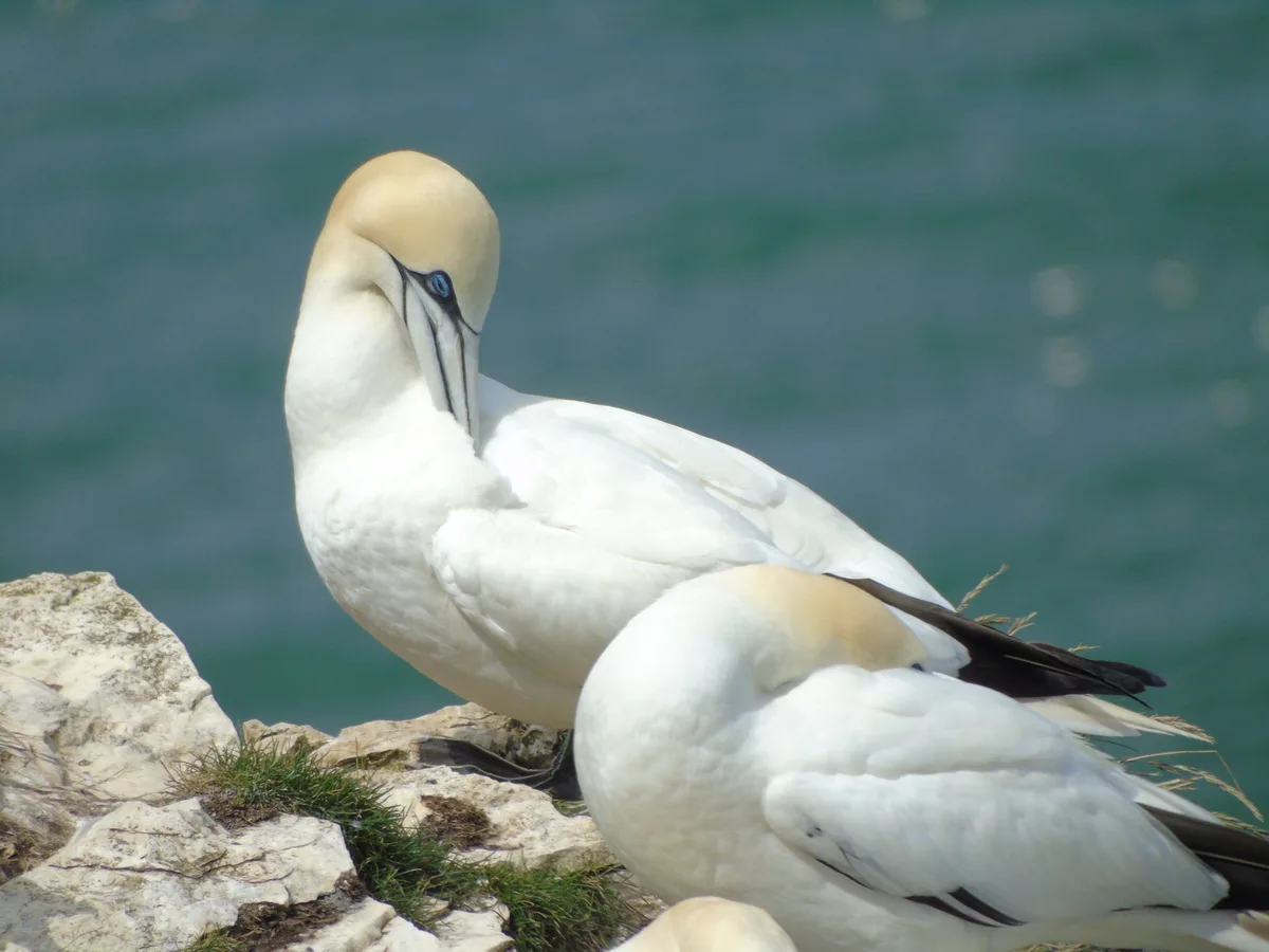 A Celebration of Seabirds!