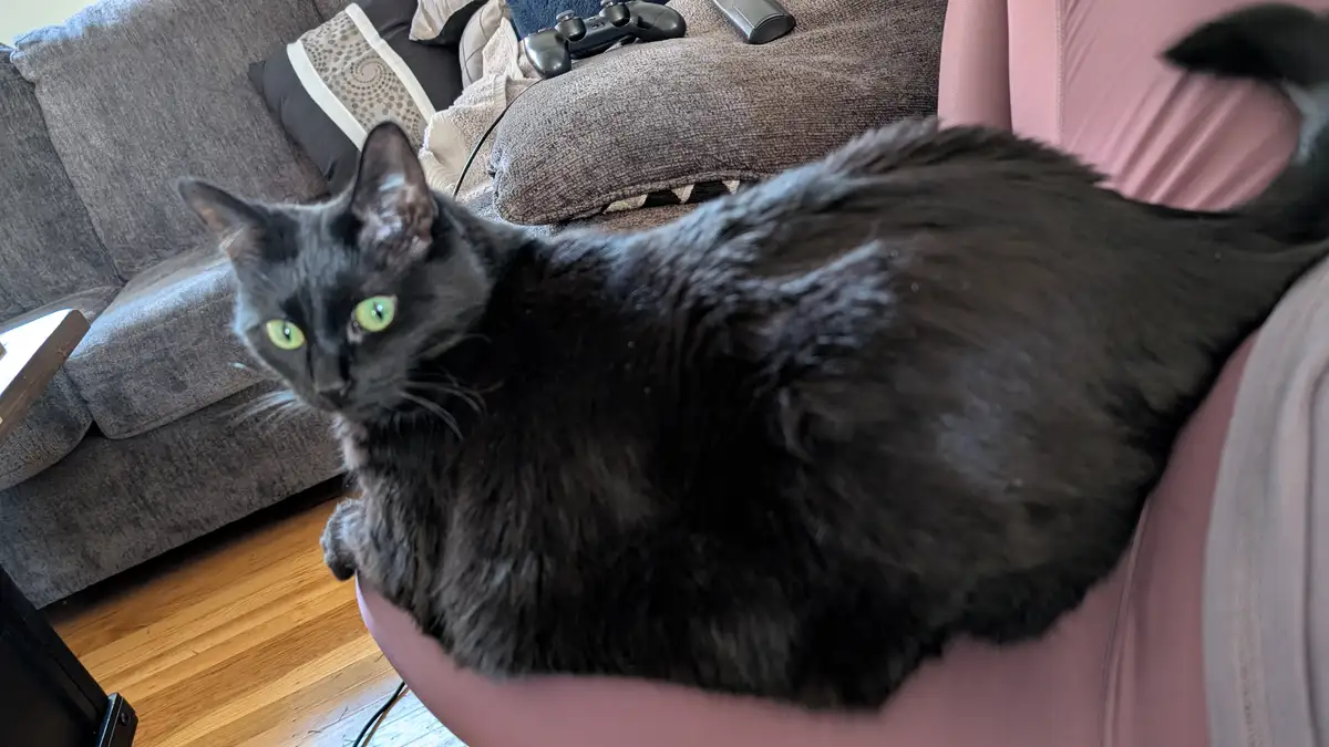 A fluffy black cat with bright green eyes lounges on a pink chair, looking directly at the camera with a relaxed but…