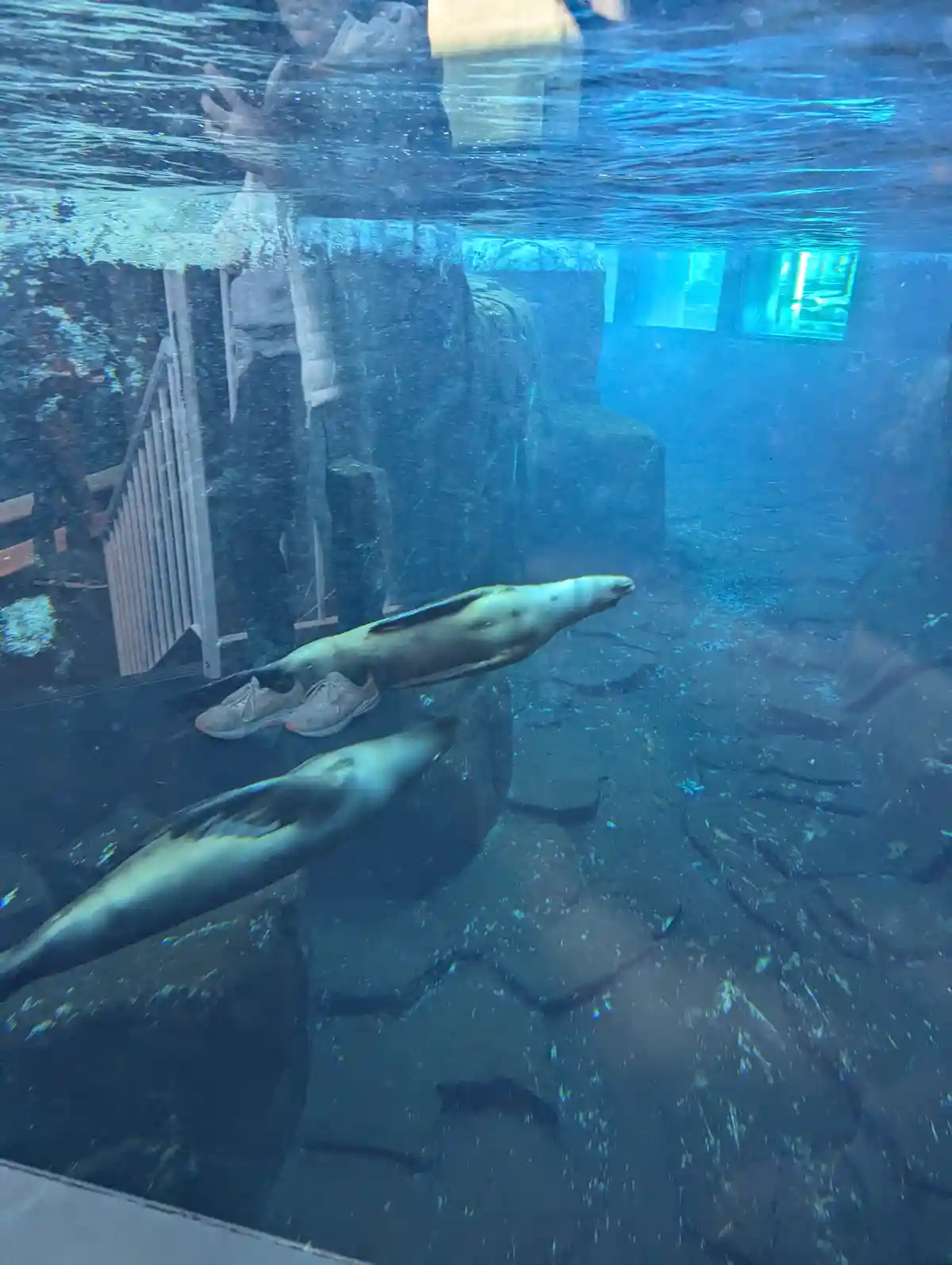 An underwater photo shows two seals swimming in an aquarium tank with artificial rock formations. Reflected on the glass…